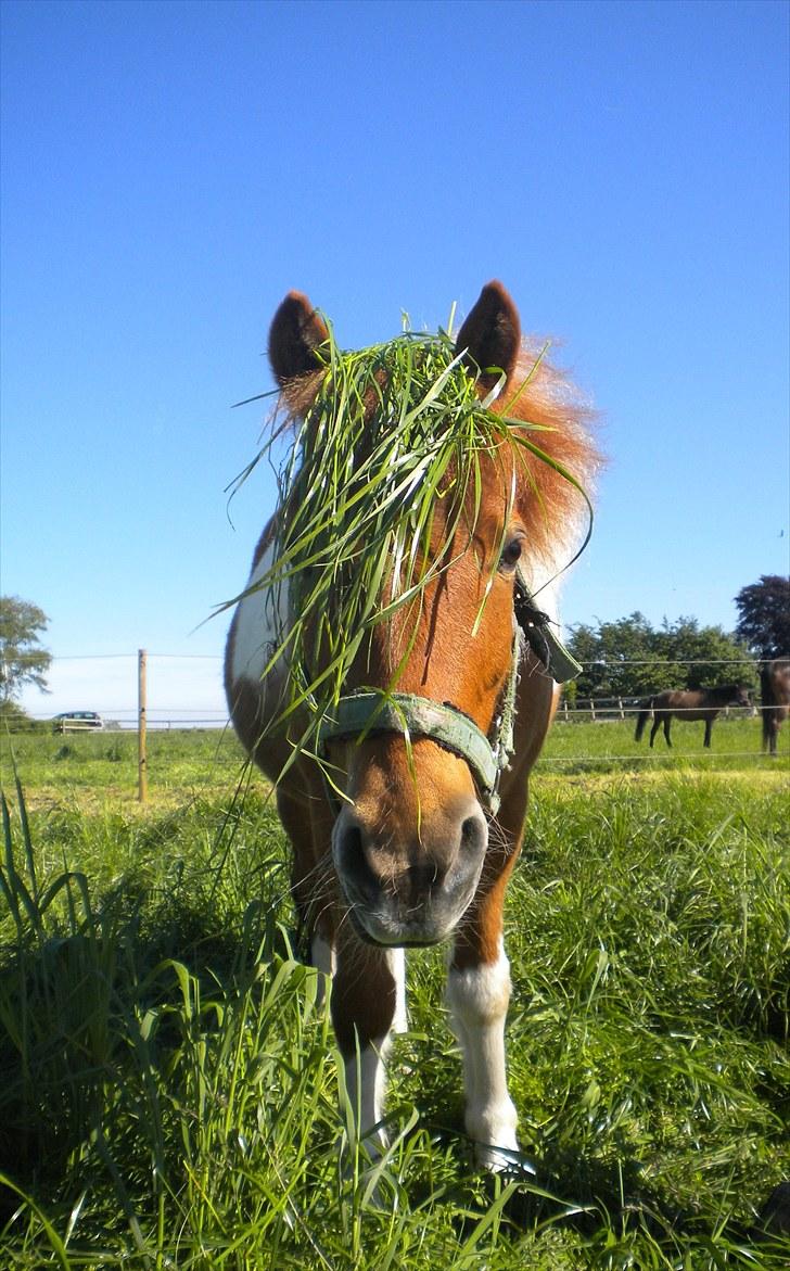 Shetlænder victor - det skal i munden og ikke i håret :D <3 billede 11