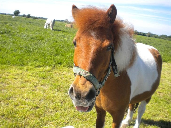 Shetlænder victor - hvad smager det ikke godt  billede 12