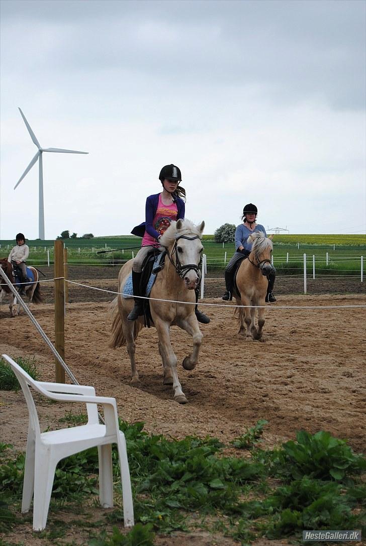 Anden særlig race Skipper Skræk - Fordi du er verdens bedste pony - jeg elsker dig! billede 5