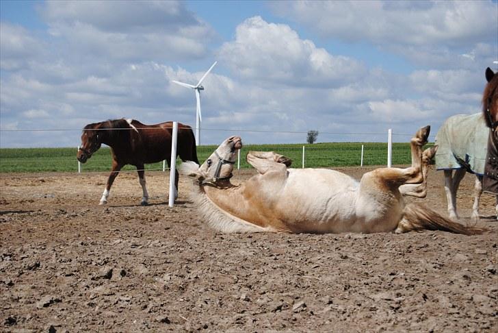 Anden særlig race Skipper Skræk - Fordi du er verdens sejeste ´ruller´ - jeg elsker dig! billede 9