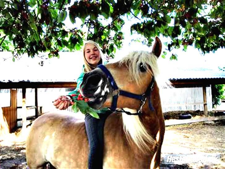 Tyroler Haflinger Whisper Elghuset - Min søde ven :-) billede 17
