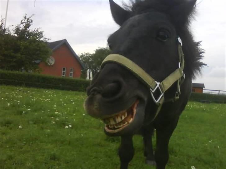 Shetlænder Fellin Af Nørvang billede 1