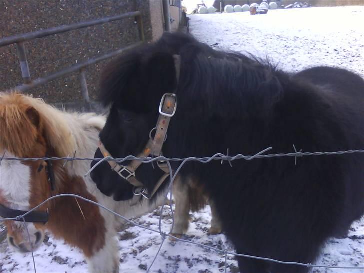 Shetlænder Fellin Af Nørvang billede 2