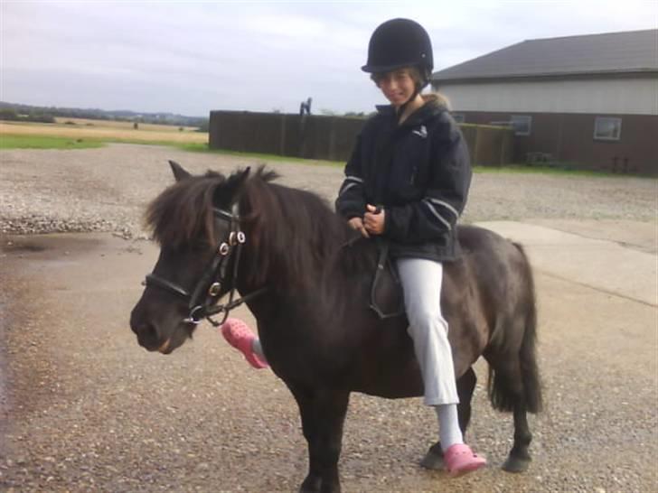 Shetlænder Fellin Af Nørvang billede 3