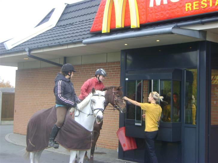 Anden særlig race Macnito solgt! <3 - får vi buger og guleroder gratis :) billede 19