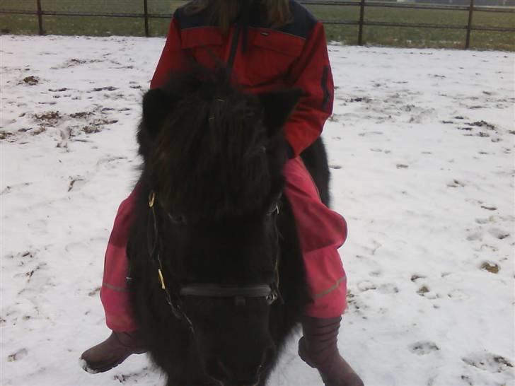 Shetlænder Fellin Af Nørvang billede 4