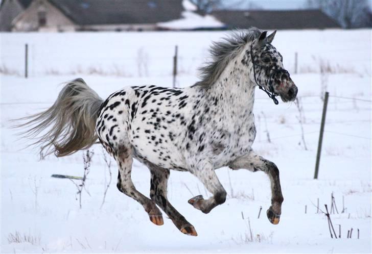 Knabstrupper Lucky Luke **Mit alt** - Flying pony ....det er for skønt i sneen....jeg elsker det billede 12
