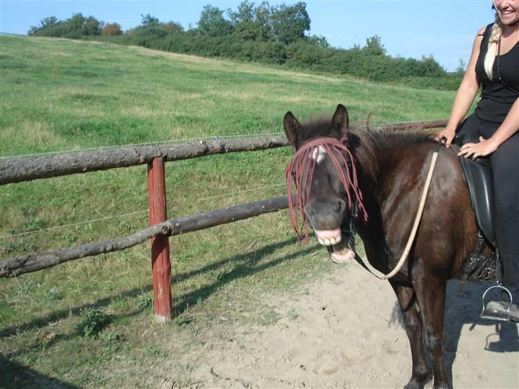 Islænder Una fra Grønlien - SOLGT - August 2009, Una og jeg på Enghøjs Ponyclub! Gaaaab hun er træt efter en 3 timers lang skovtur :) billede 19