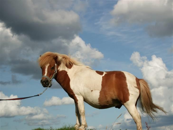 Shetlænder Musse Ior *Solgt* - sååå smuk billede 15