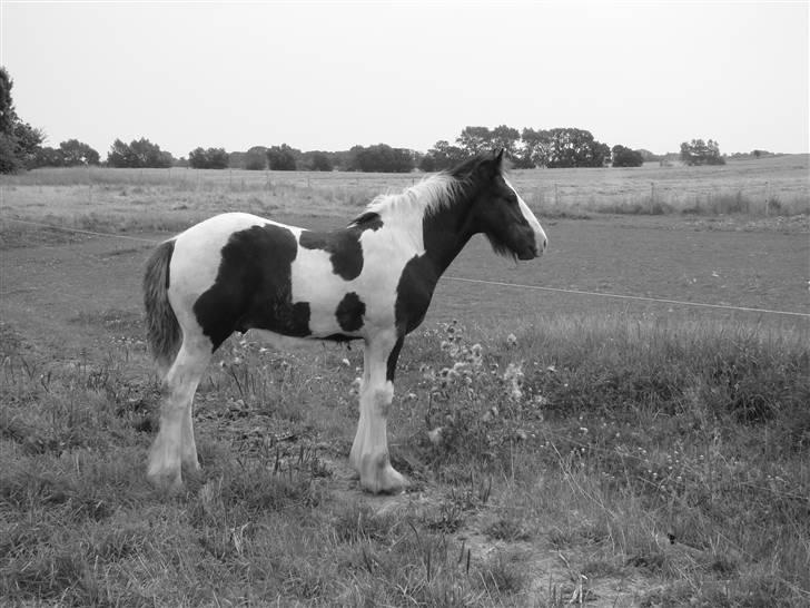 Irish Cob columbus ( solgt ) billede 19