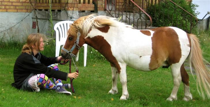 Shetlænder Musse Ior *Solgt* billede 16