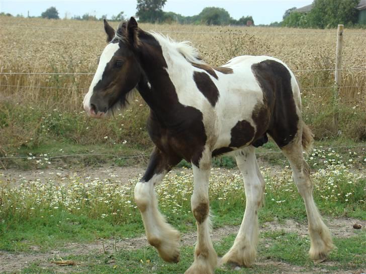 Irish Cob columbus ( solgt ) billede 20