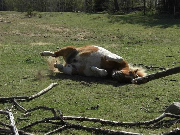 Shetlænder Musse Ior *Solgt* - ruller sig lige lidt<3 billede 17