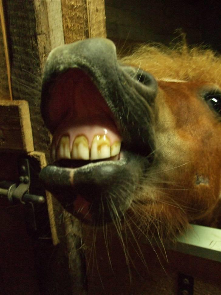 Shetlænder Musse Ior *Solgt* - trik billede 18