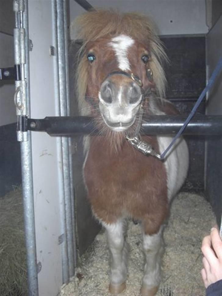 Shetlænder Musse Ior *Solgt* - lille hest STOR trailer :P billede 19