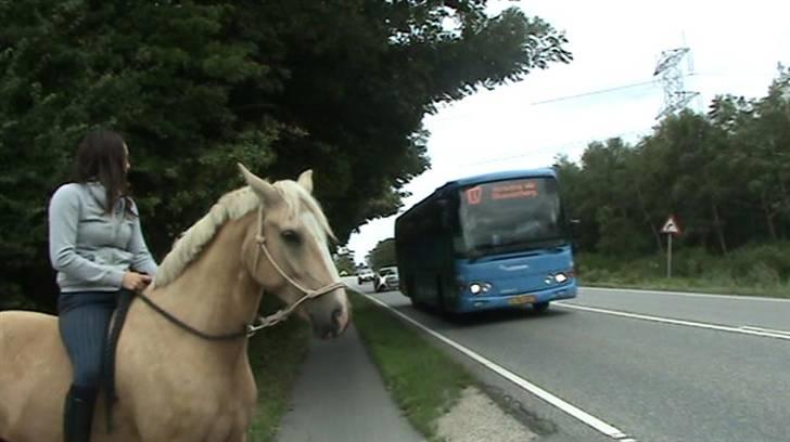 Palomino - Golden Santhos  - 17) min hest er trafiksikker :) (lig mærke til hvor han har focus/lytter hen)  billede 17