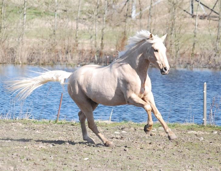 Palomino - Golden Santhos  - 18) fotograf: min mor :-) billede 18