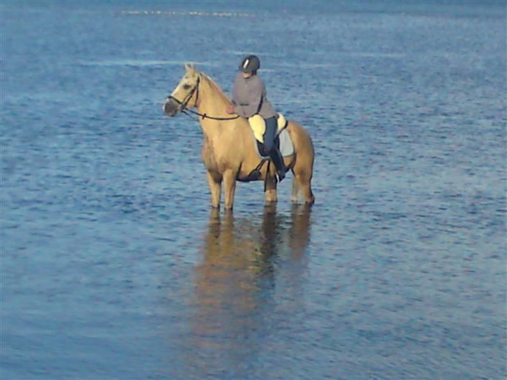 Palomino - Golden Santhos  - 19) santhos og jeg på ferie i nordjylland :-) billede 19