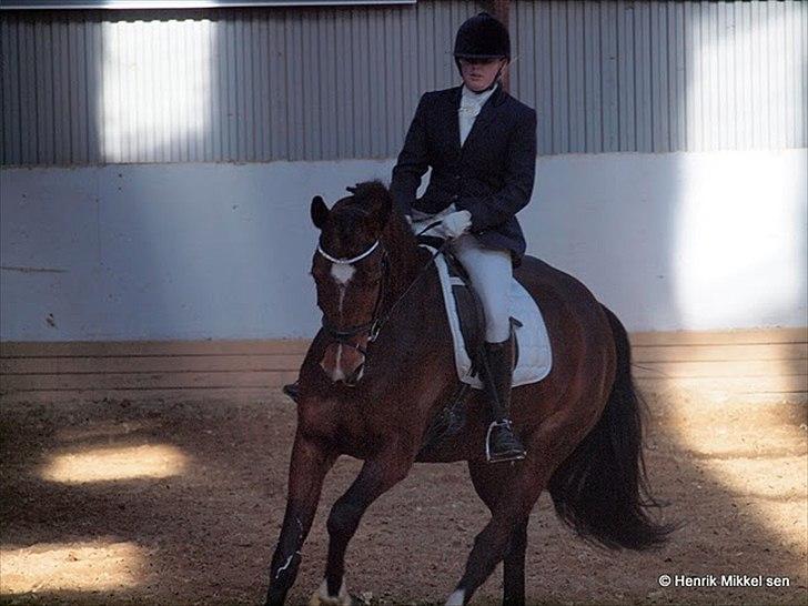 Dansk Varmblod Sarup´s Aleeya RDH billede 13