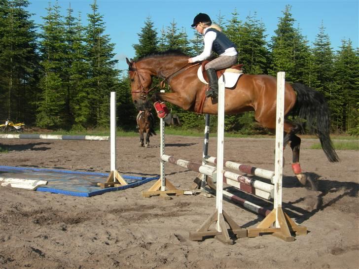 Holstener CONTENDER  *Baby* - Første springtime i Maj ´09.
Han viser kapacitet! billede 4