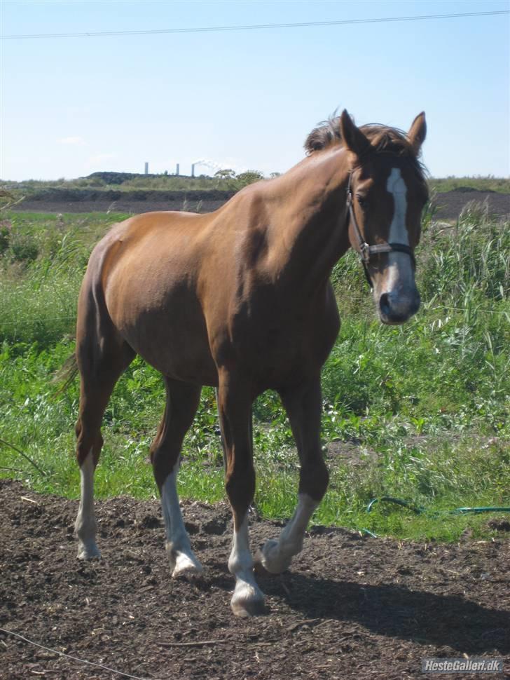 Hollandsk Varmblod Tøsen<3 - Velkommen til (Anné Rosé) Tøsen´s profil  billede 1