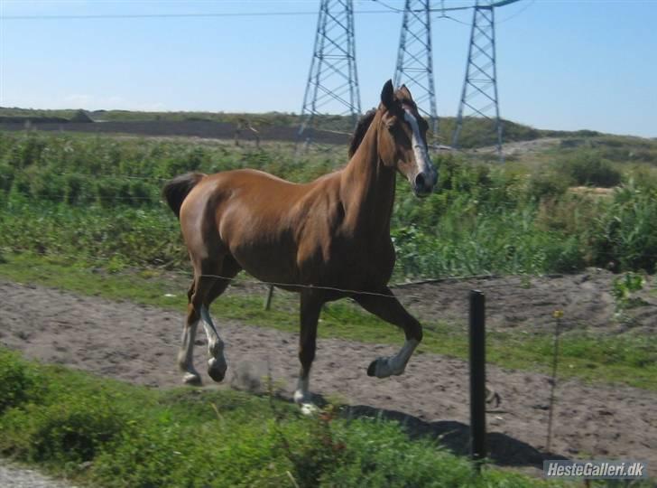 Hollandsk Varmblod Tøsen<3 - Trav med de høje knæløft billede 2