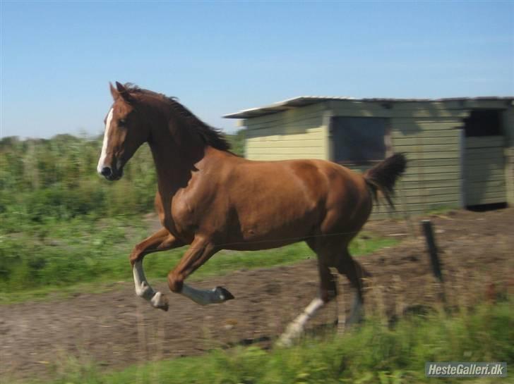 Hollandsk Varmblod Tøsen<3 billede 3