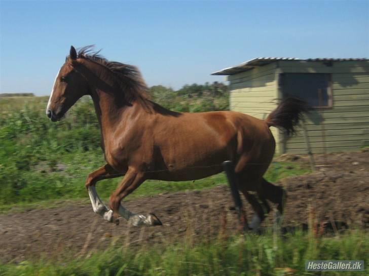 Hollandsk Varmblod Tøsen<3 billede 4