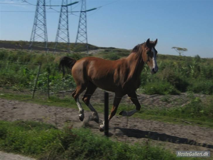 Hollandsk Varmblod Tøsen<3 - Se jeg flyver ;P billede 5