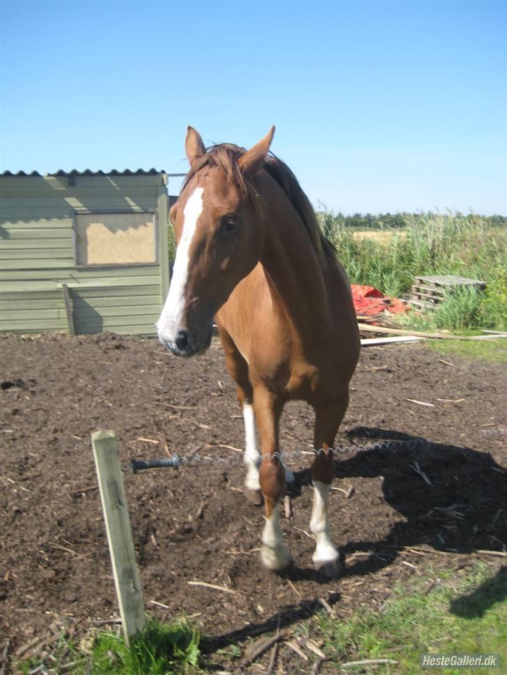 Hollandsk Varmblod Tøsen<3 - Ja jeg kan også se fornærmet ud  billede 6