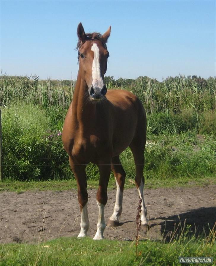 Hollandsk Varmblod Tøsen<3 billede 7