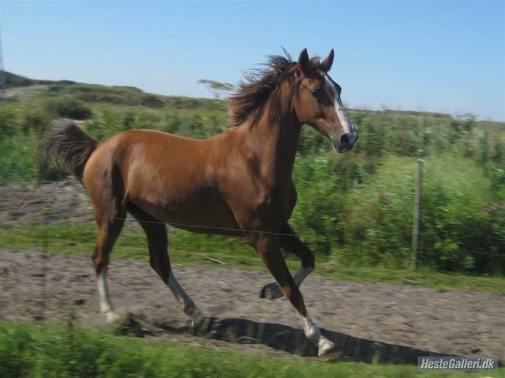 Hollandsk Varmblod Tøsen<3 billede 8