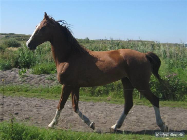 Hollandsk Varmblod Tøsen<3 billede 9