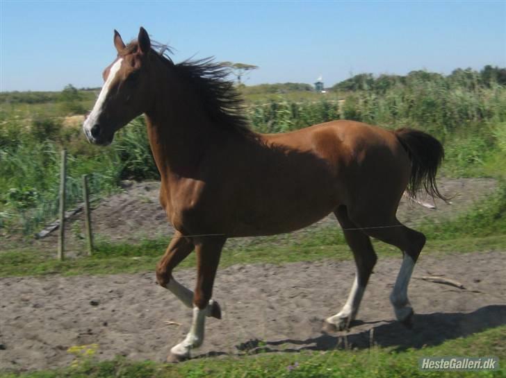 Hollandsk Varmblod Tøsen<3 billede 10