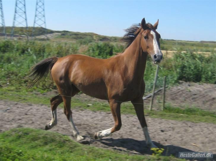 Hollandsk Varmblod Tøsen<3 billede 11
