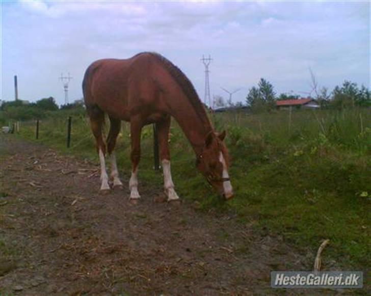 Hollandsk Varmblod Tøsen<3 - Halvanden år gammel billede 12