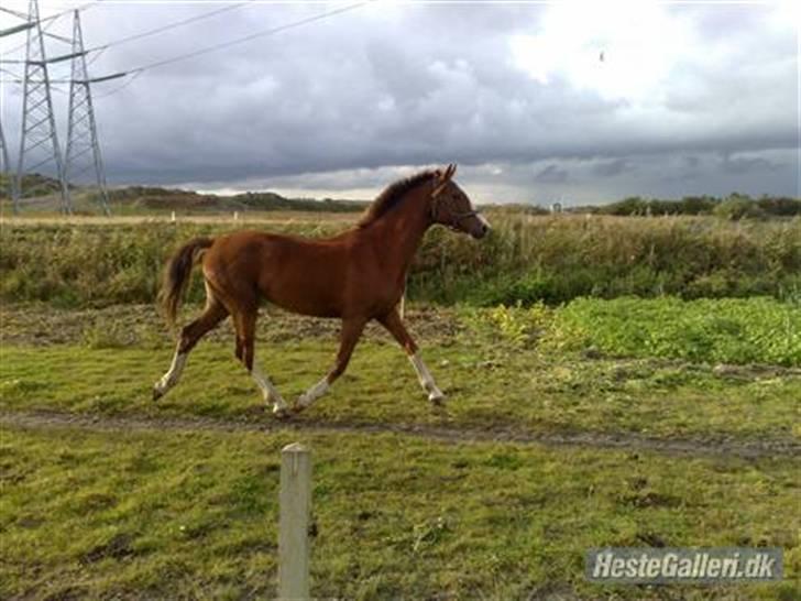 Hollandsk Varmblod Tøsen<3 - 2 år gammel billede 13