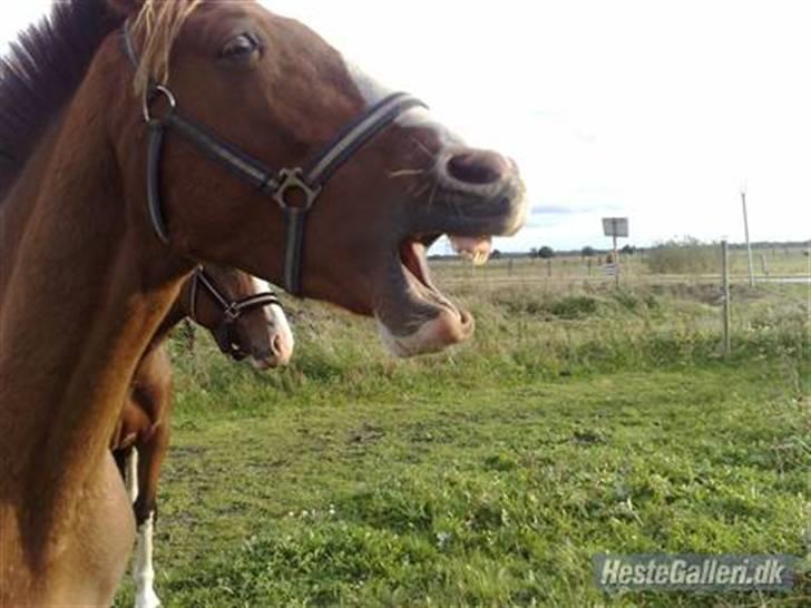 Hollandsk Varmblod Tøsen<3 - GAB 1 okt 08 billede 14