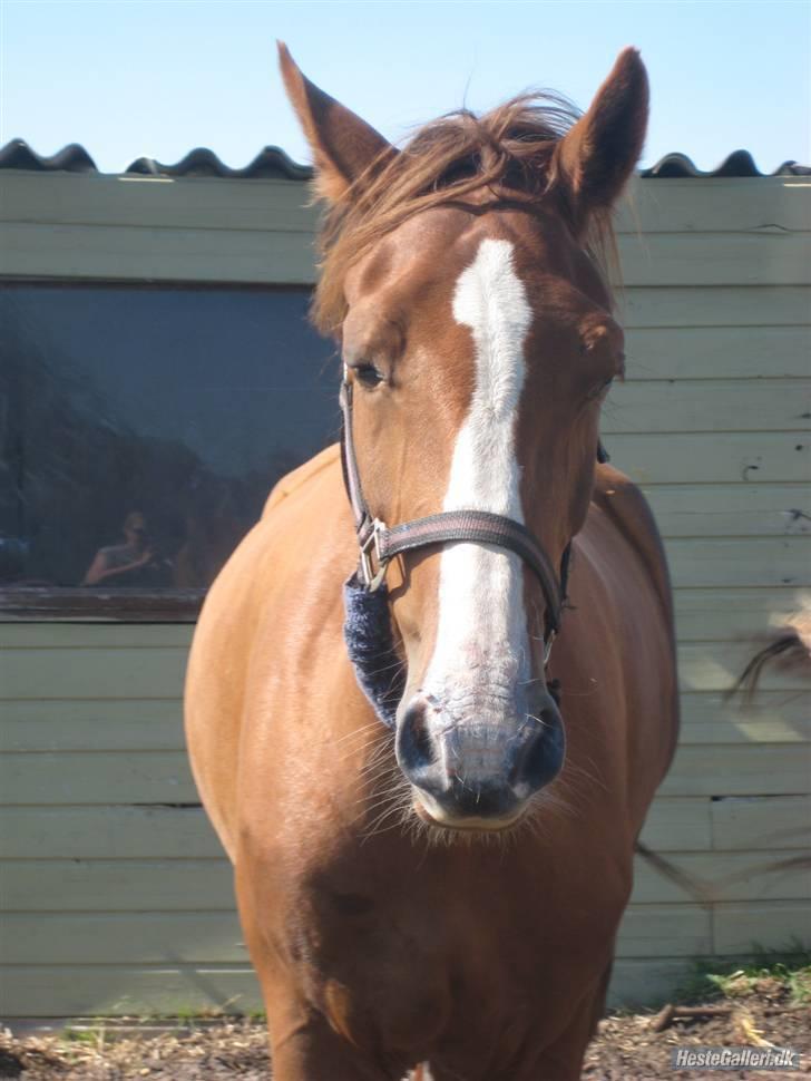 Hollandsk Varmblod Tøsen<3 - Farvel farvel nu gider vi ikke ta flere billeder man bliver så træt billede 15