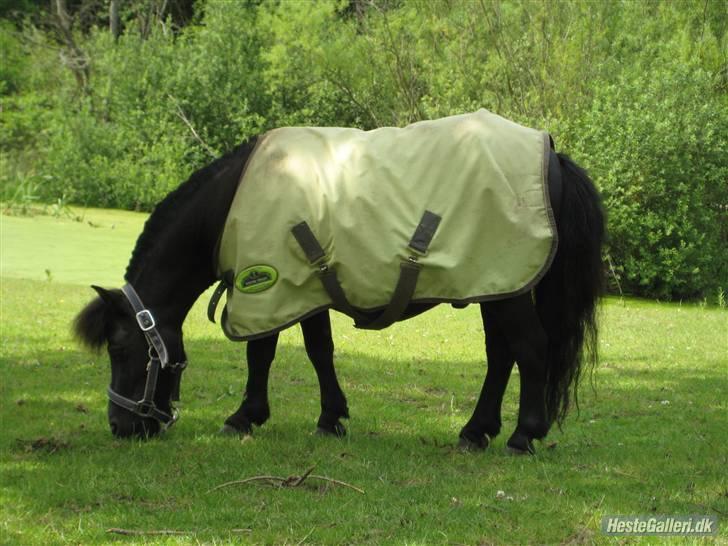 Shetlænder Eges Filur (Anton)  - anton har jo sommereksem så han har fået klippet manen af ;( billede 17
