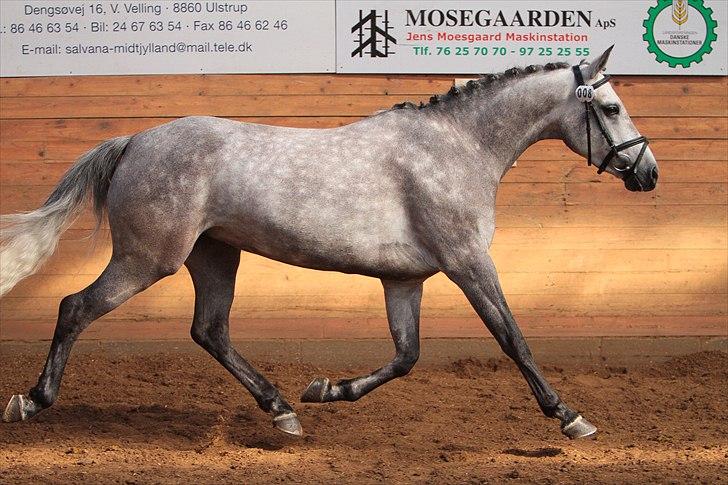 DSP MÅLUND'S MINI-MAJ - Er jeg ikke for lækker billede 12