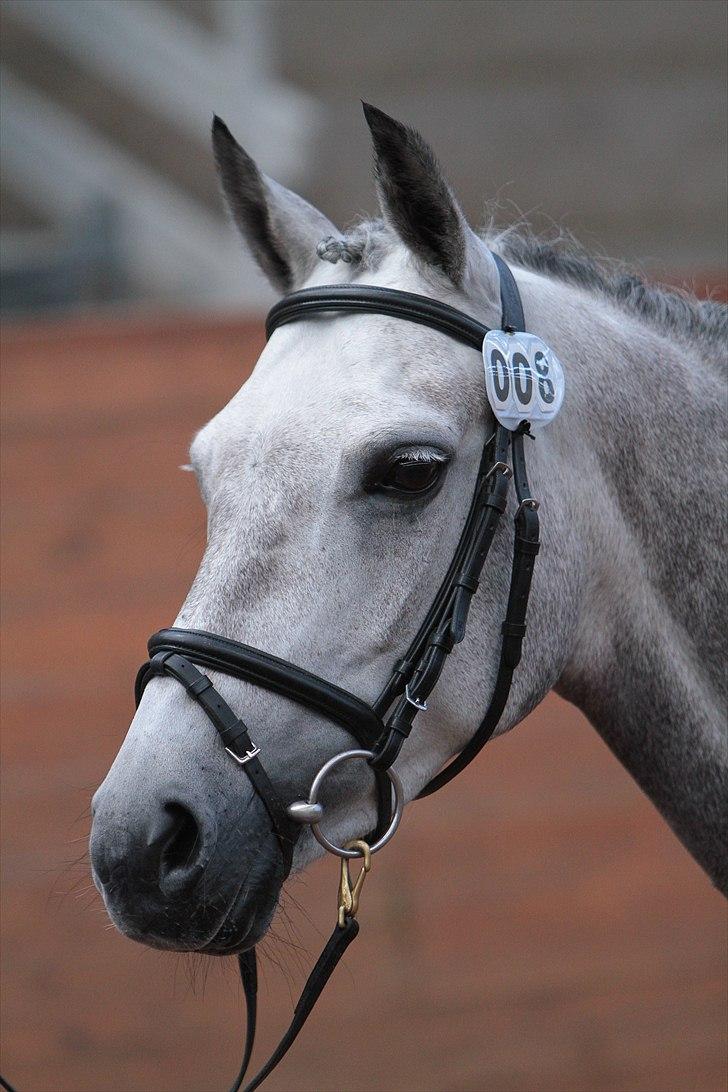 DSP MÅLUND'S MINI-MAJ - Smukke Mini-Maj billede 11