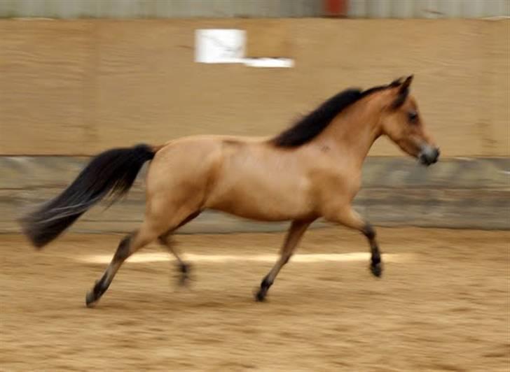 Amerikansk Miniature Kawo's Top Buck Cadeau - Kom ikke og sig at hun ikke kan bevæge sig (: foto: Trine Bomholt (: billede 19