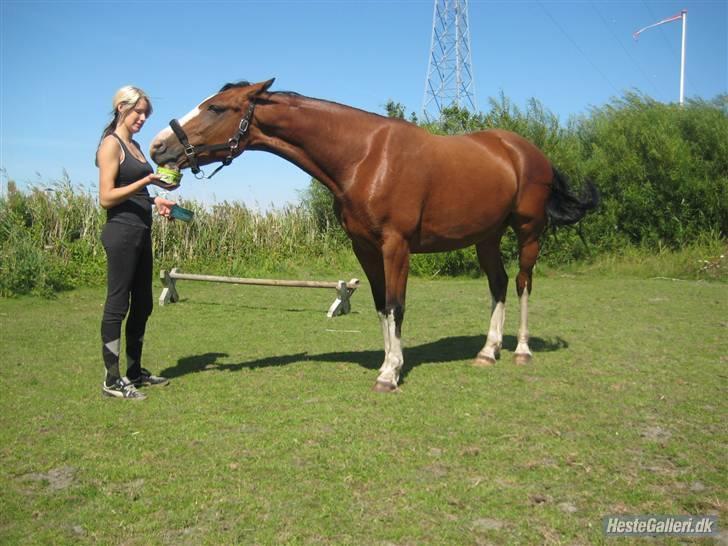 Hollandsk Varmblod Athena Arenda <33 - Nam nam billede 2