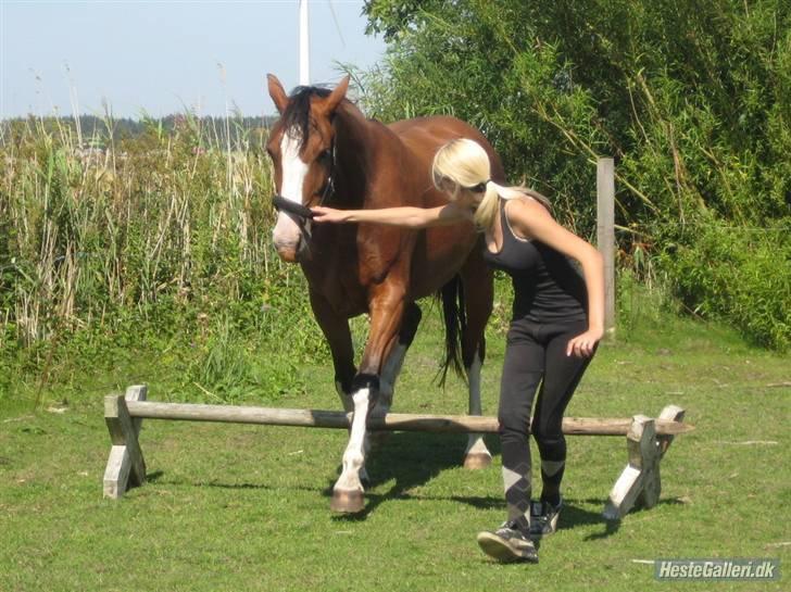 Hollandsk Varmblod Athena Arenda <33 billede 3