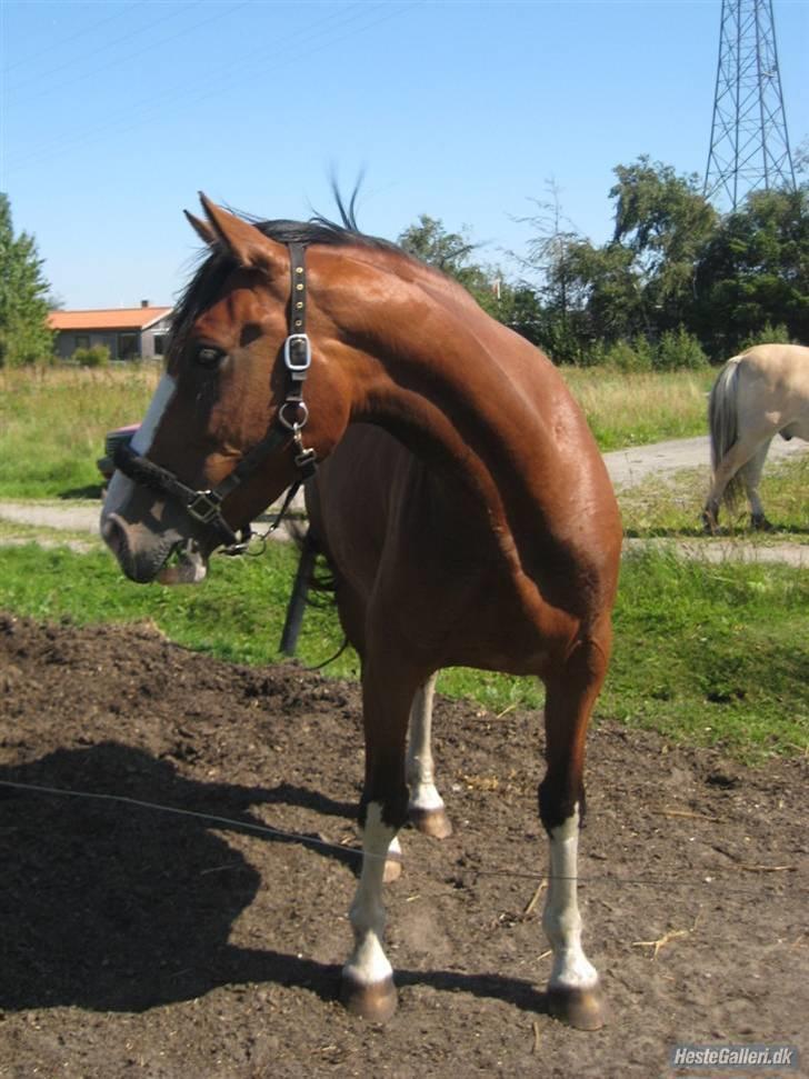 Hollandsk Varmblod Athena Arenda <33 billede 4