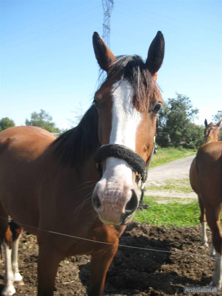 Hollandsk Varmblod Athena Arenda <33 billede 5