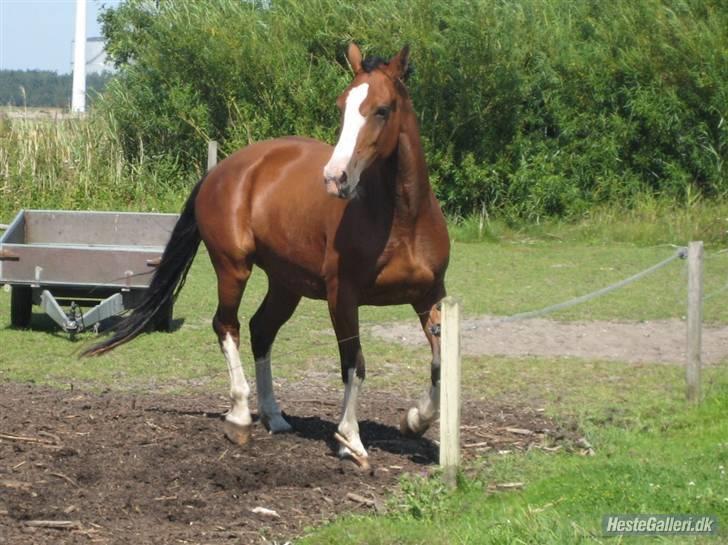 Hollandsk Varmblod Athena Arenda <33 - Mit yngling billede billede 6