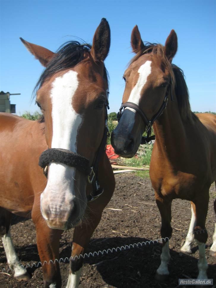 Hollandsk Varmblod Athena Arenda <33 - Jeg vil også med på billedet billede 7