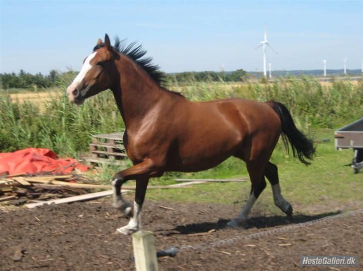 Hollandsk Varmblod Athena Arenda <33 - Trav med knæløftene billede 8